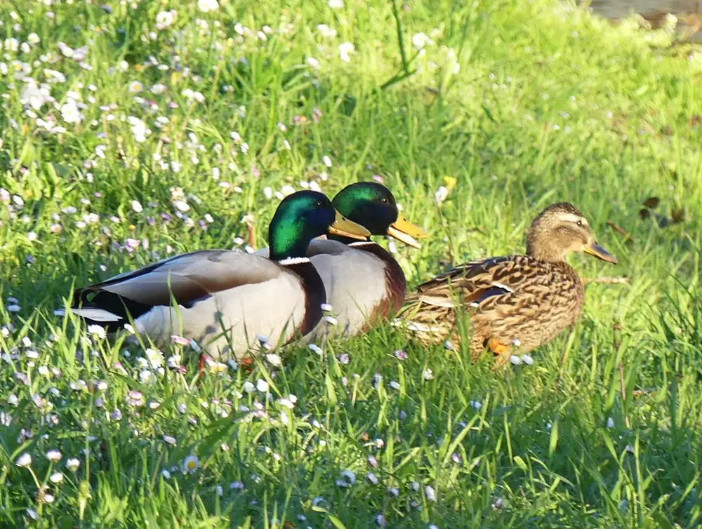 Canards colverts Périgueux
